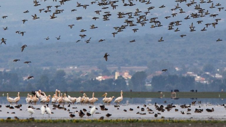 11Φεβ2019 –  ΗΜΕΡΟΛΟΓΙΟ – Θόδωρος Ναζιρίδης