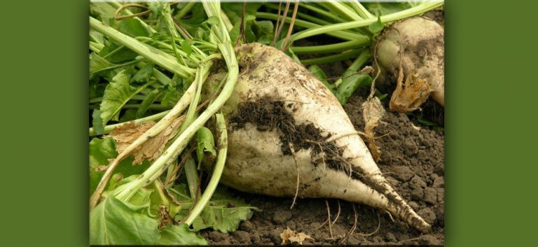 26Σεπ2019 – Αθανάσιος Πίπας