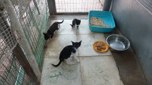 23Ιον2020 –  Ιζαμπέλα Μποτονάκη